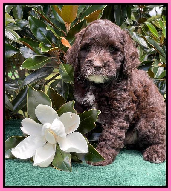 Oreo Rebel pups 7 wks old 61