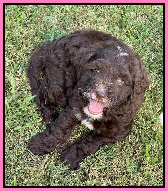 Oreo Rebel pups 7 wks old 81