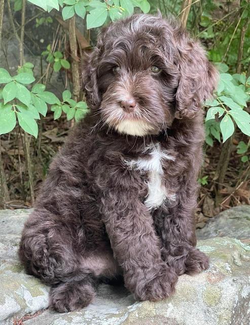 Oreo Rebel pups 8 wks old 111