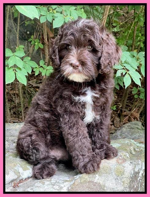 Oreo Rebel pups 8 wks old 121