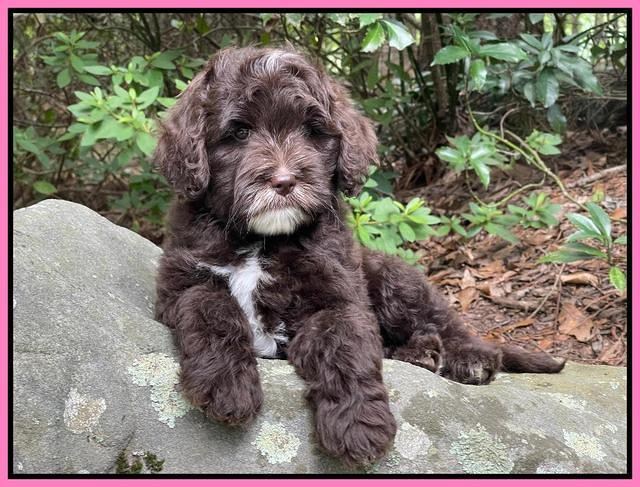 Oreo Rebel pups 8 wks old 131