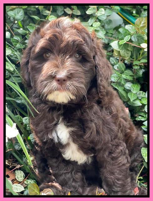 Oreo Rebel pups 8 wks old 151