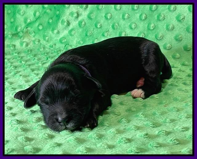 Oreo Rebel pups 1 wk old 101