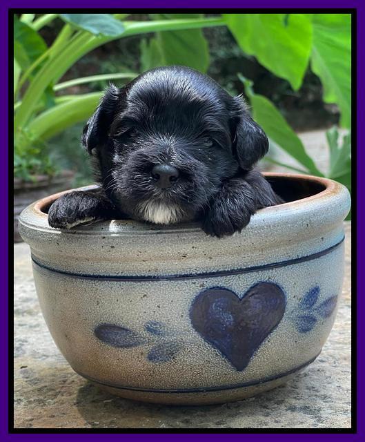 Oreo Rebel pups 3 wks old 111