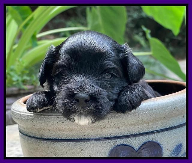 Oreo Rebel pups 3 wks old 121