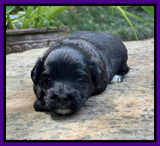 Oreo Rebel pups 3 wks old 141