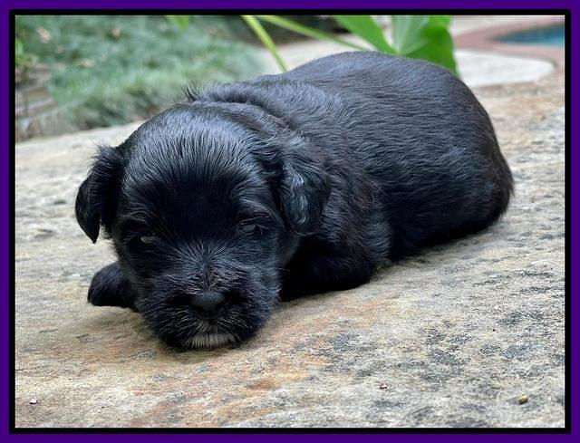 Oreo Rebel pups 3 wks old 151