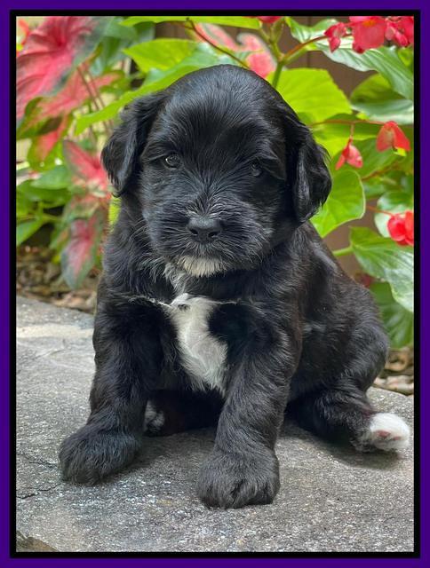 Oreo Rebel pups 4 wks old 161