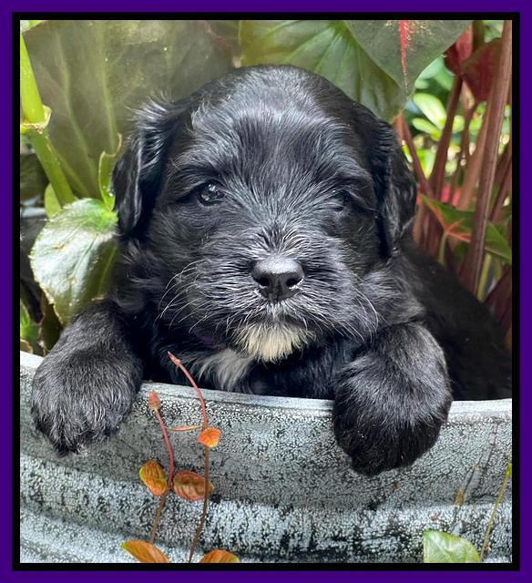 Oreo Rebel pups 4 wks old 171
