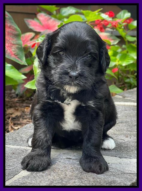 Oreo Rebel pups 4 wks old 181