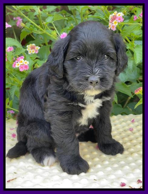 Oreo Rebel pups 5 wks old 181