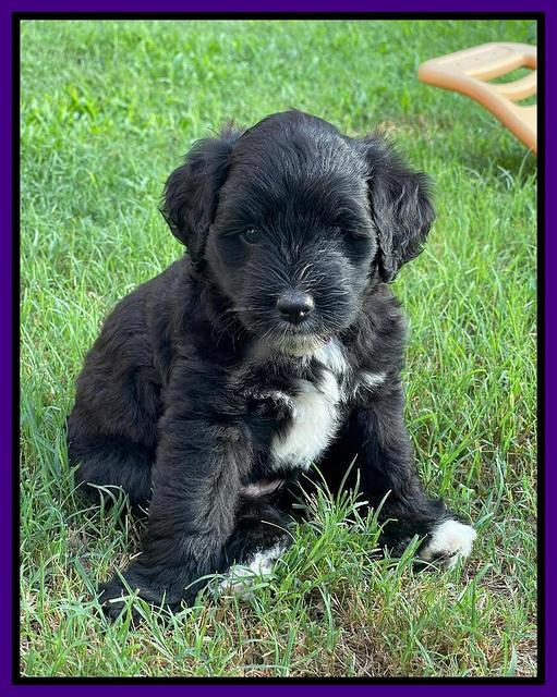 Oreo Rebel pups 6 wks old 121