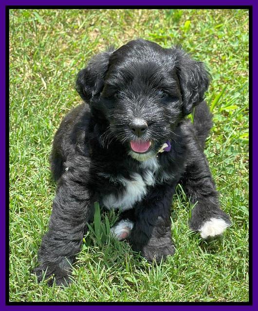 Oreo Rebel pups 6 wks old 91