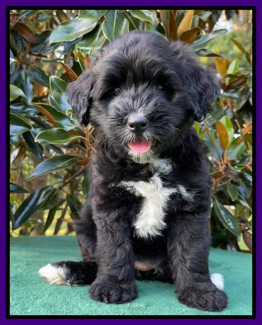 Oreo Rebel pups 7 wks old 151