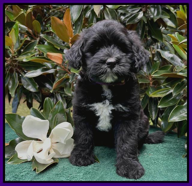 Oreo Rebel pups 7 wks old 191