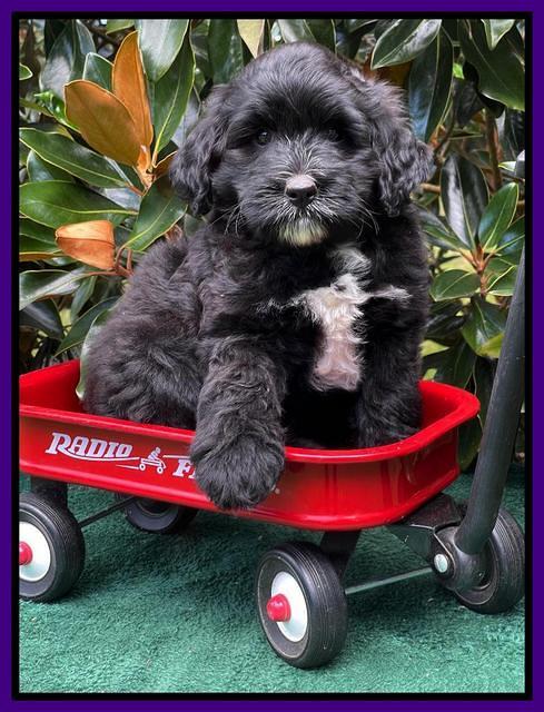 Oreo Rebel pups 7 wks old 221