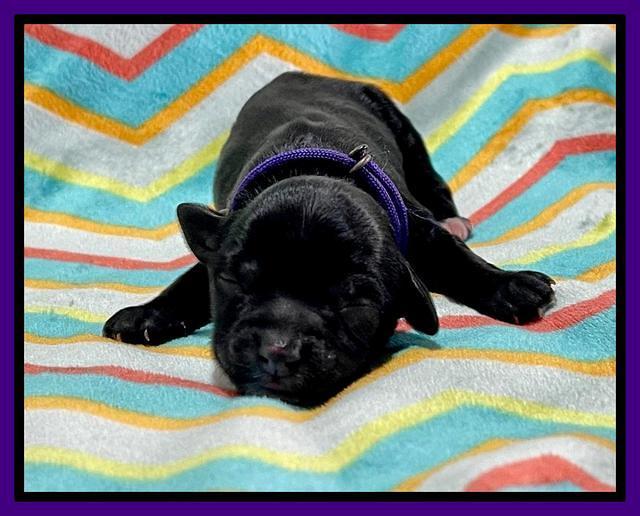 Oreo Rebel pups newborn 10 1