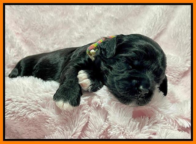 Oreo Rebel pups 2 wks old 151
