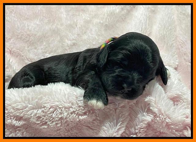 Oreo Rebel pups 2 wks old 161