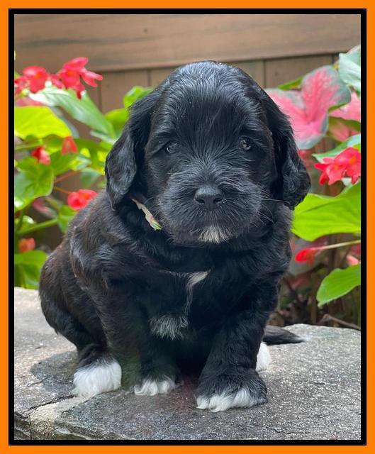 Oreo Rebel pups 4 wks old 341