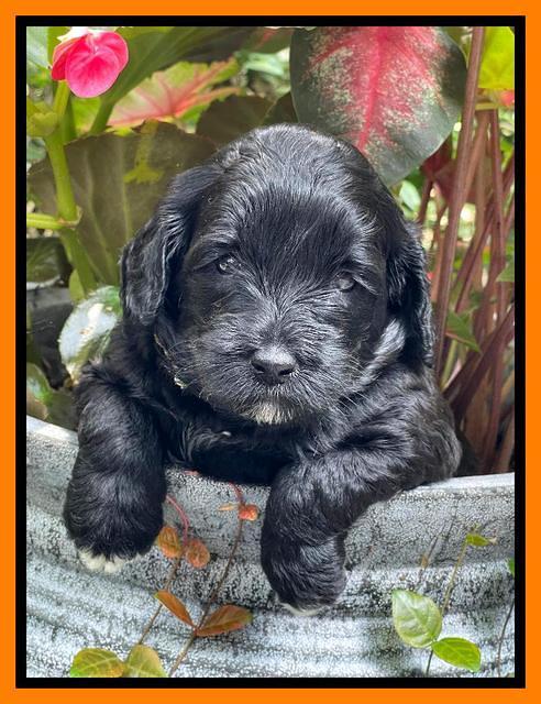 Oreo Rebel pups 4 wks old 351