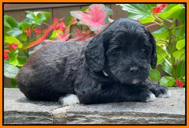 Oreo Rebel pups 4 wks old 391