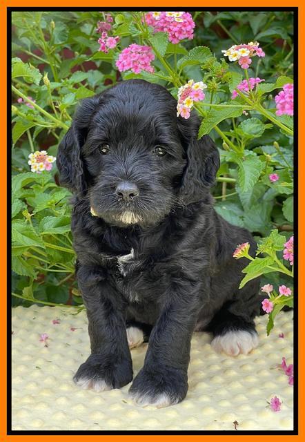 Oreo Rebel pups 5 wks old 321