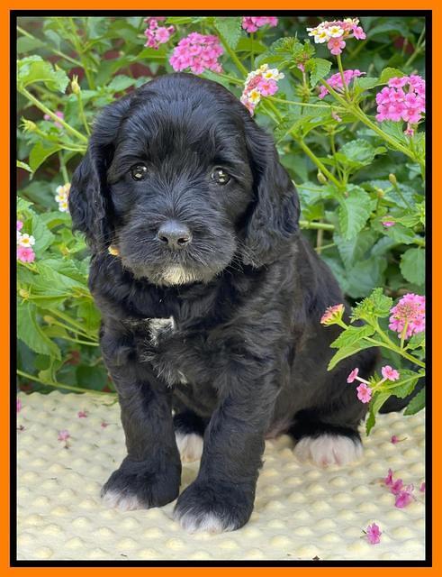 Oreo Rebel pups 5 wks old 341