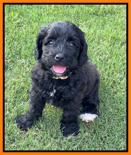 Oreo Rebel pups 6 wks old 231