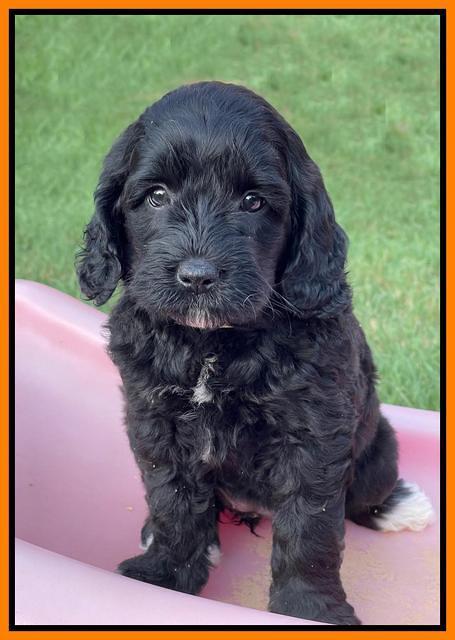 Oreo Rebel pups 6 wks old 251