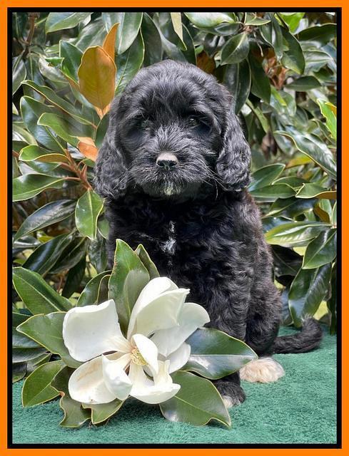 Oreo Rebel pups 7 wks old 381