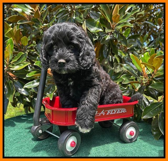 Oreo Rebel pups 7 wks old 411