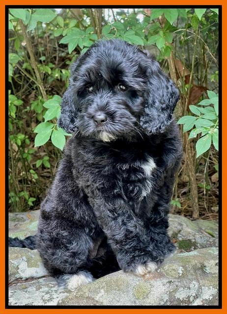 Oreo Rebel pups 8 wks old 3300