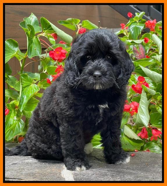 Oreo Rebel pups 8 wks old 6300