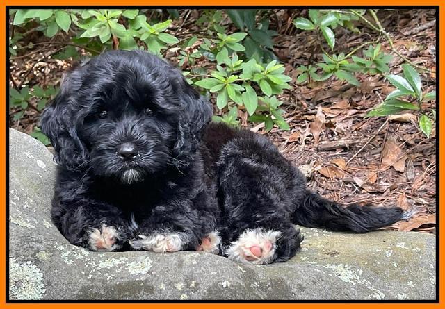 Oreo Rebel pups 8 wks old 8300