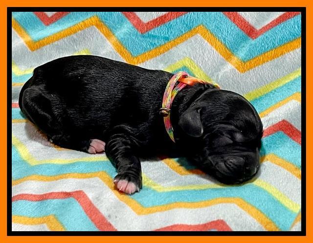 Oreo Rebel pups newborn 14 1