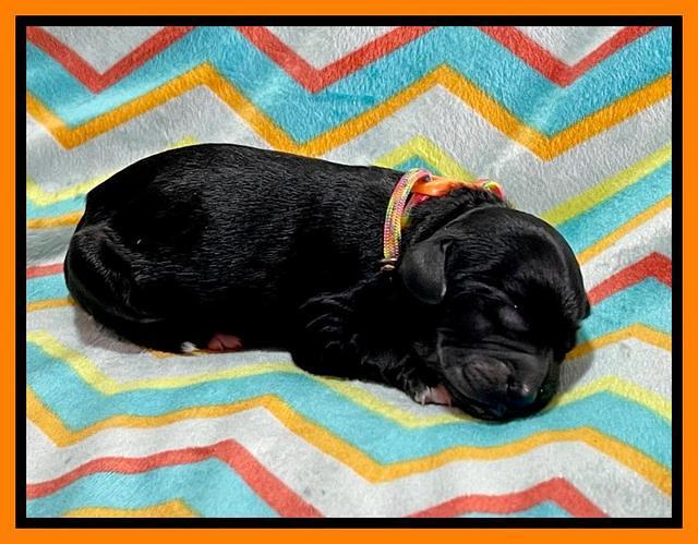 Oreo Rebel pups newborn 15 1