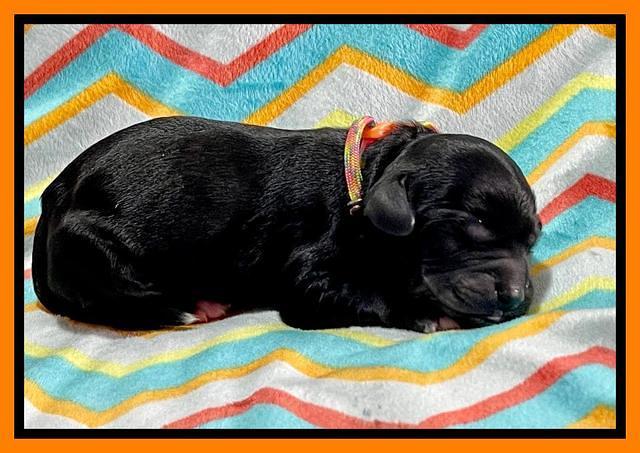 Oreo Rebel pups newborn 16 1