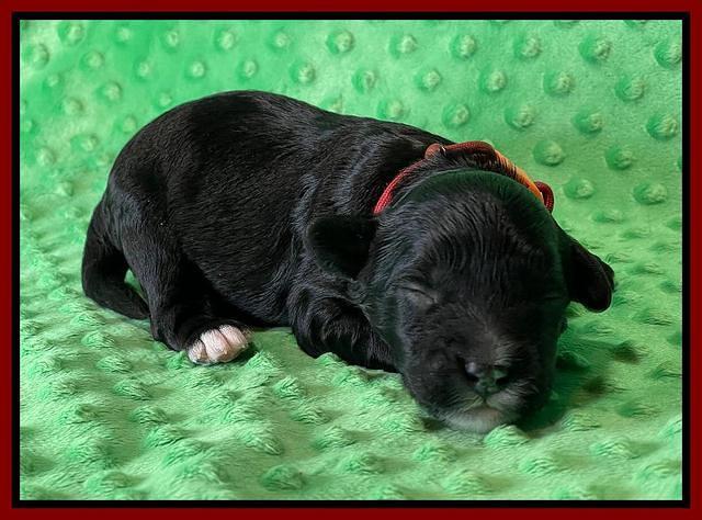 Oreo Rebel pups 1 wk old 61