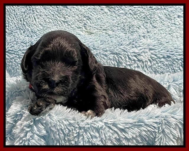Oreo Rebel pups 2 wks old 101