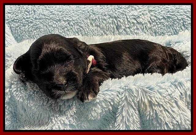Oreo Rebel pups 2 wks old 111