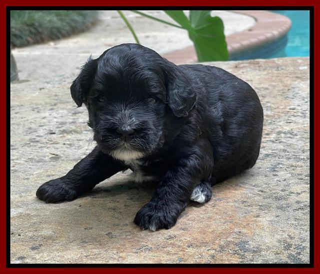 Oreo Rebel pups 3 wks old 171