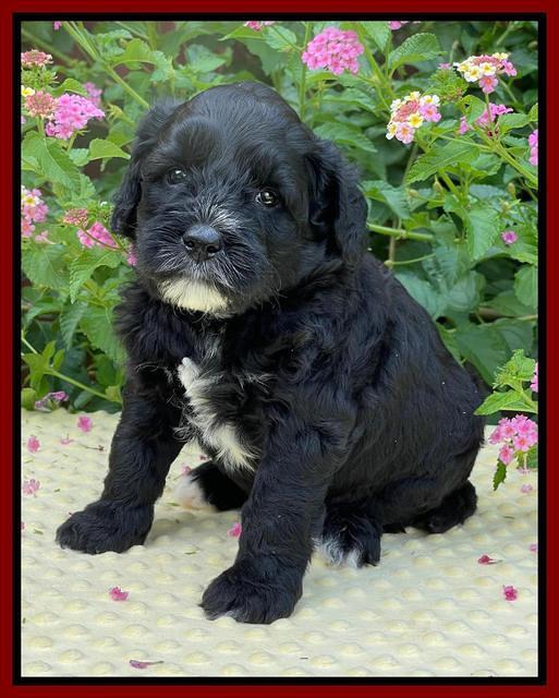 Oreo Rebel pups 5 wks old 201