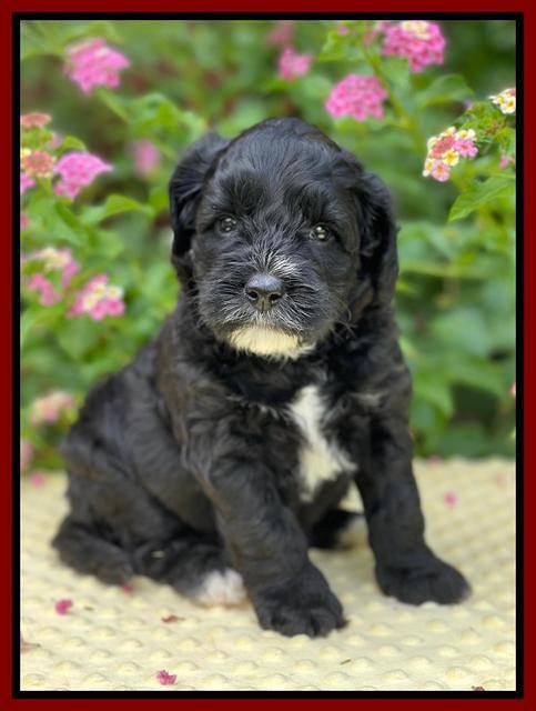 Oreo Rebel pups 5 wks old 211