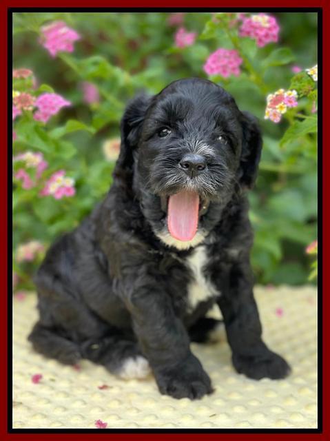 Oreo Rebel pups 5 wks old 231