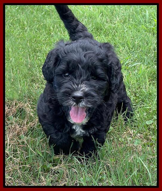Oreo Rebel pups 6 wks old 141