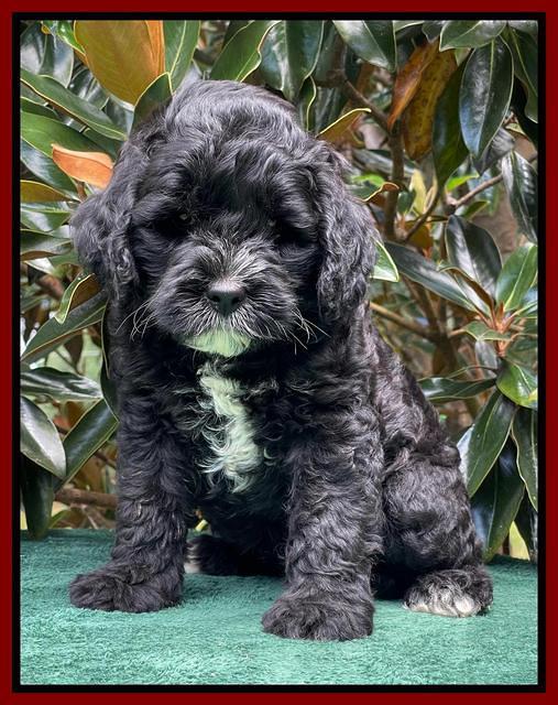 Oreo Rebel pups 7 wks old 261