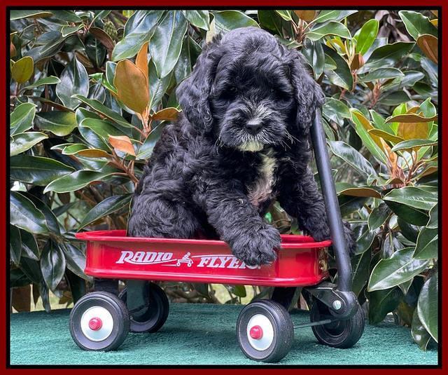 Oreo Rebel pups 7 wks old 271