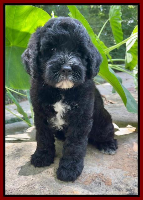 Oreo Rebel pups 8 wks old 161