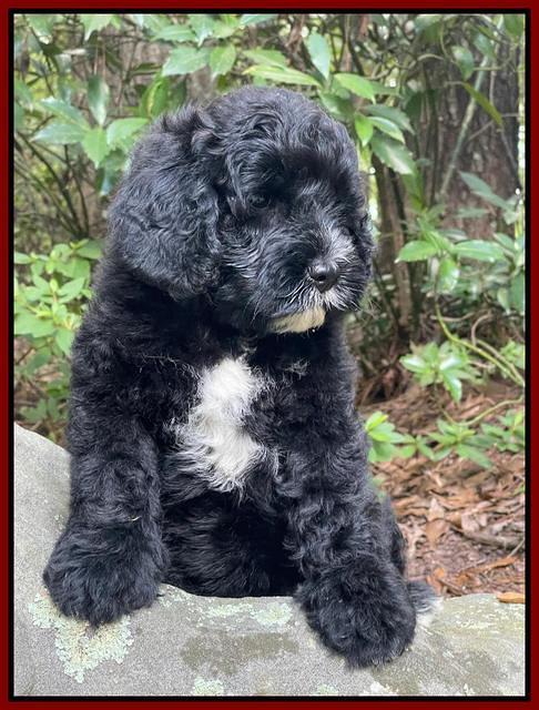 Oreo Rebel pups 8 wks old 181